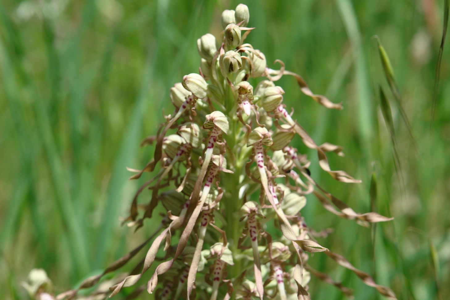 Himantoglossum hircinum